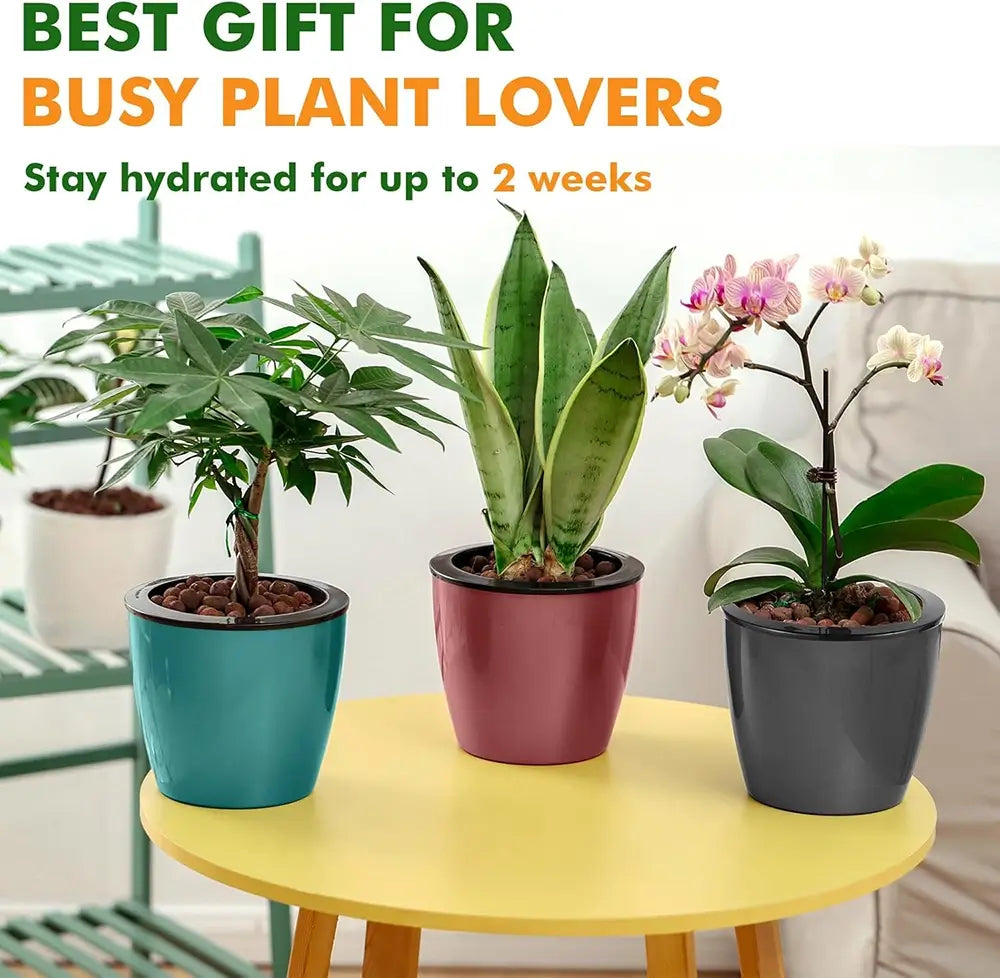 Three potted plants on a yellow table with promotional text about a gift for busy plant lovers.