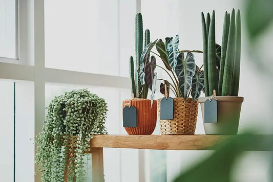 Indoor plants in a low light Australian apartment