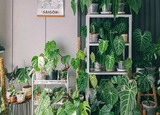Best Plant Shelf for Indoor Plants in Australia