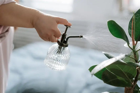 misting indoor plants in Australia with a glass spray bottle