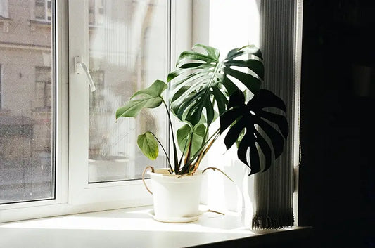 Best plants for self-watering pots in an Australian home