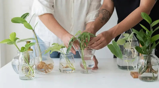 Glass propagation station with wooden stand holding plant cuttings in water on a windowsill in Australia