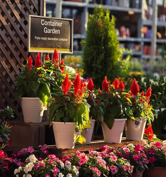 Container garden display with mixed pots and flowering plants at a garden centre