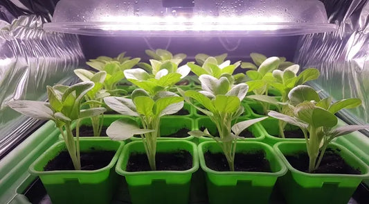 Seedling Tray with Grow Light 
