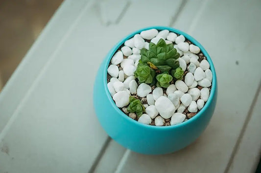 White decorative pebbles used as top dressing in a succulent pot