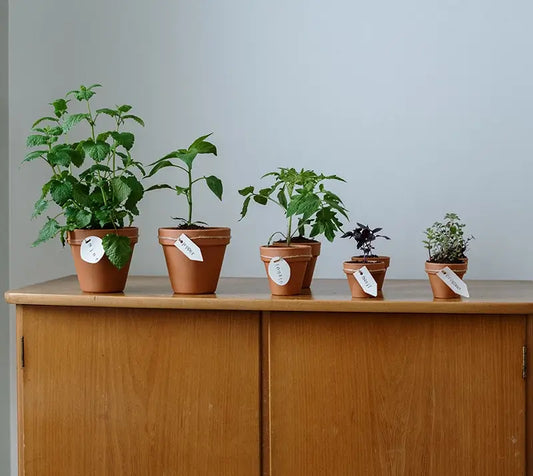 Assorted plant pots in different sizes on a balcony, showing a pot size guide for Australian gardens