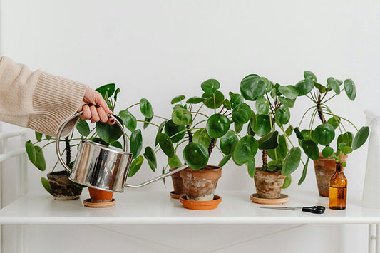 Person watering balcony plants with a watering can in Australia