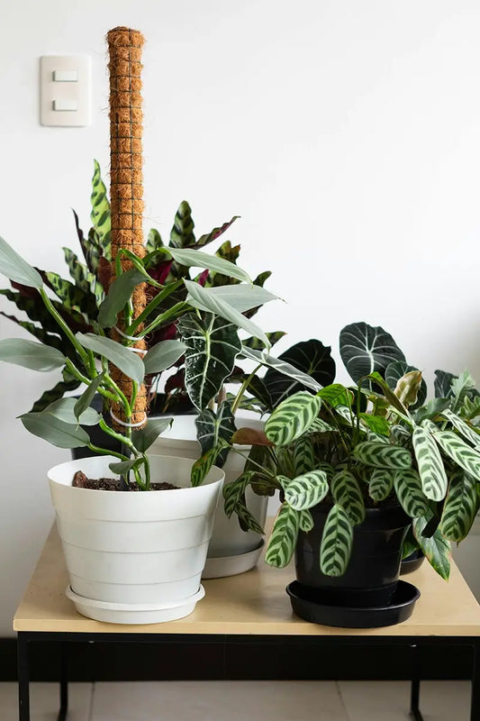 Monstera plant climbing a moss pole indoors in a bright Australian home