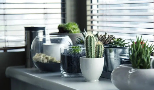 self watering planter indoor Australia