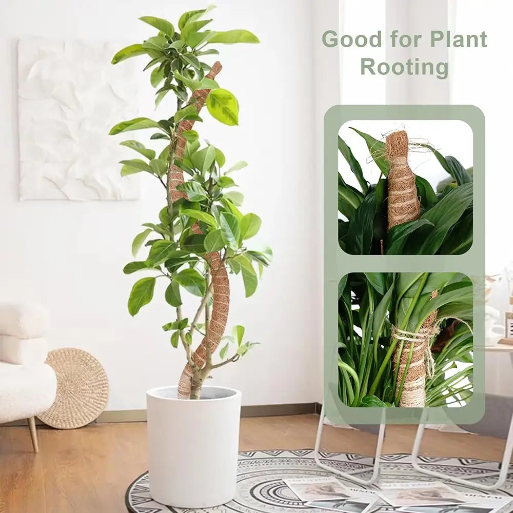 Potted plant in a living room setting with text 'Good for Plant Rooting'.
