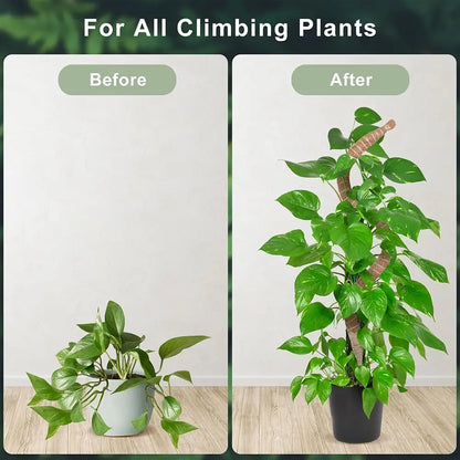 Before and after comparison of a climbing plant with support structure on a white background.