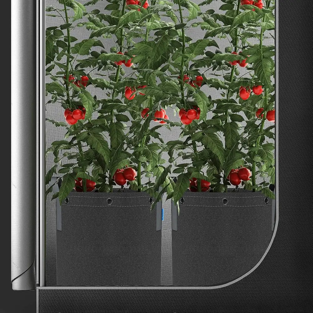 Vertical garden with red fruits in a Fabric Pots on a black background