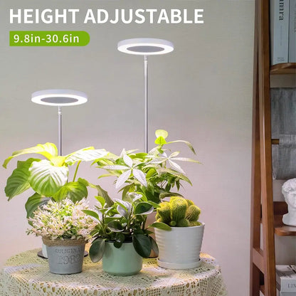 Height adjustable lamp with potted plants on a table