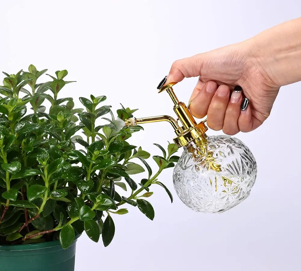 Hand using a gold and glass plant watering can to water a green plant.