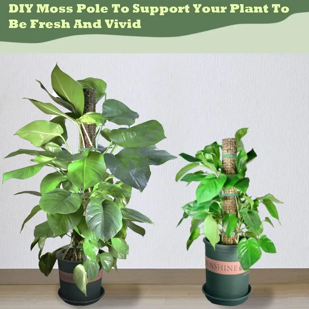 Two potted plants with DIY moss poles against a light background
