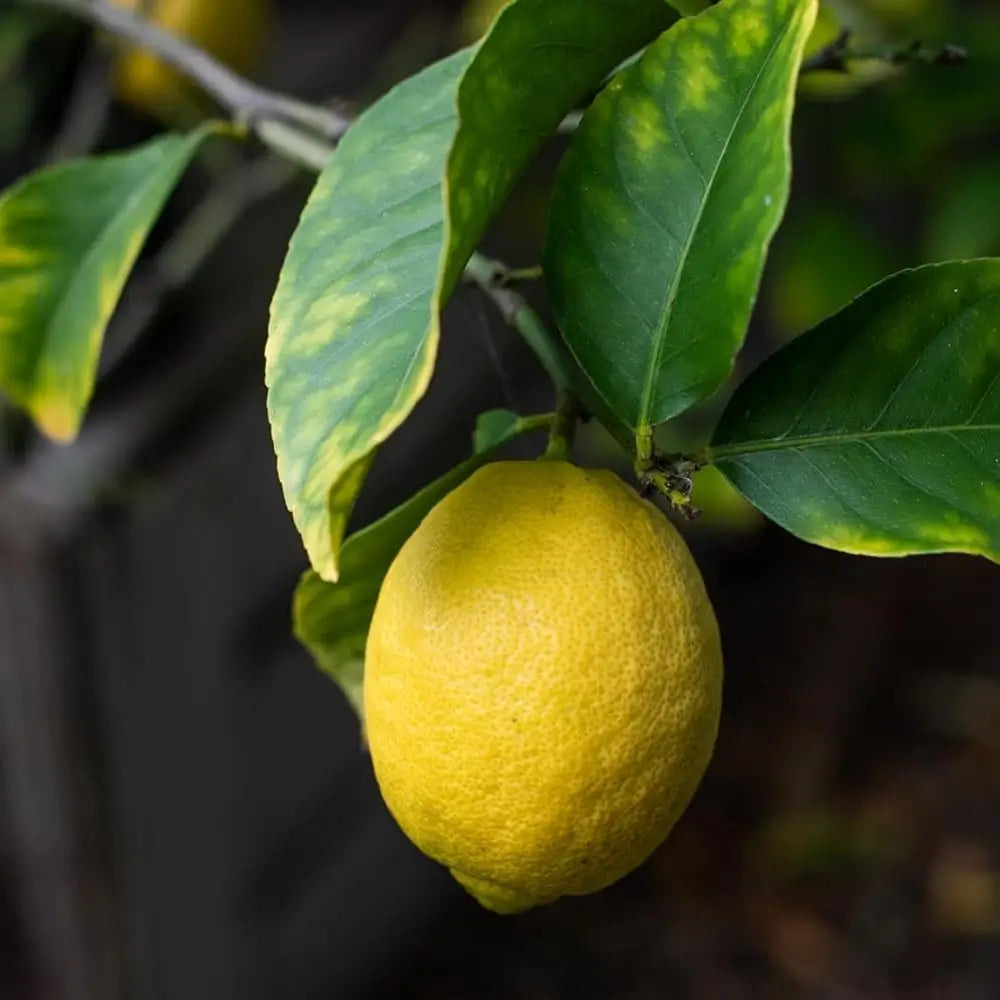 Green lemon hanging on a tree branch with leaves.