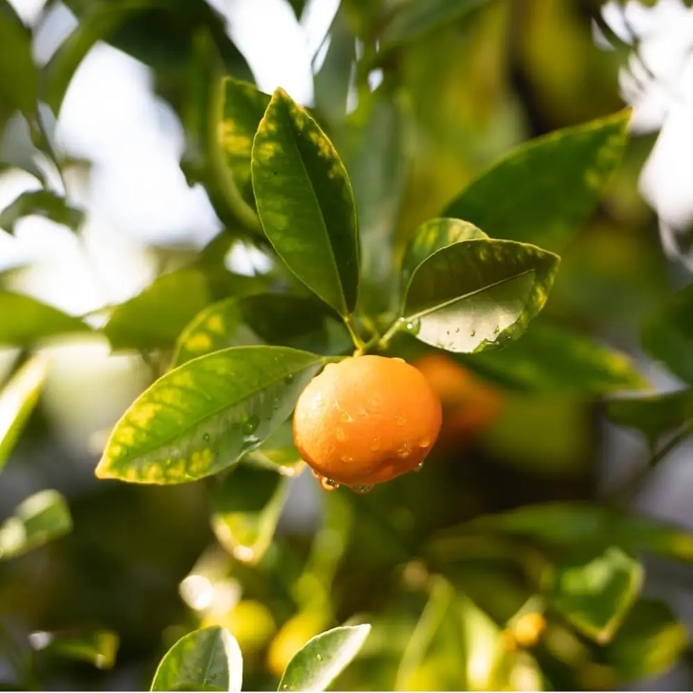 Orange fruit with water droplets on a leafy branch