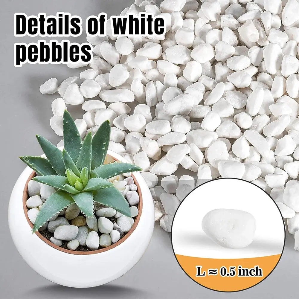 White pebbles with a succulent plant and close-up detail on a gray background