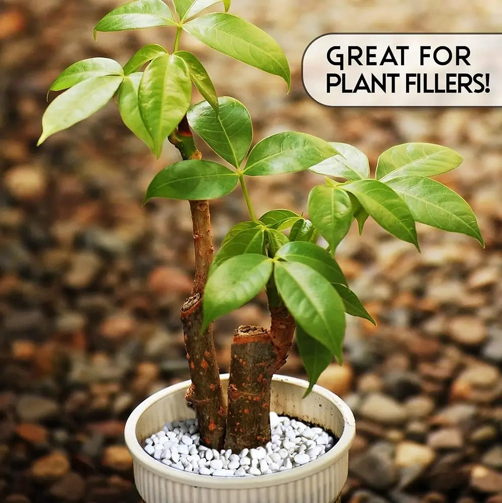 Potted plant with text 'GREAT FOR PLANT FILLERS!' on a blurred natural background