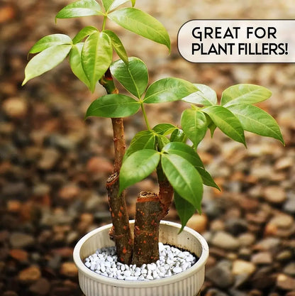 Potted plant with text 'GREAT FOR PLANT FILLERS!' on a blurred natural background