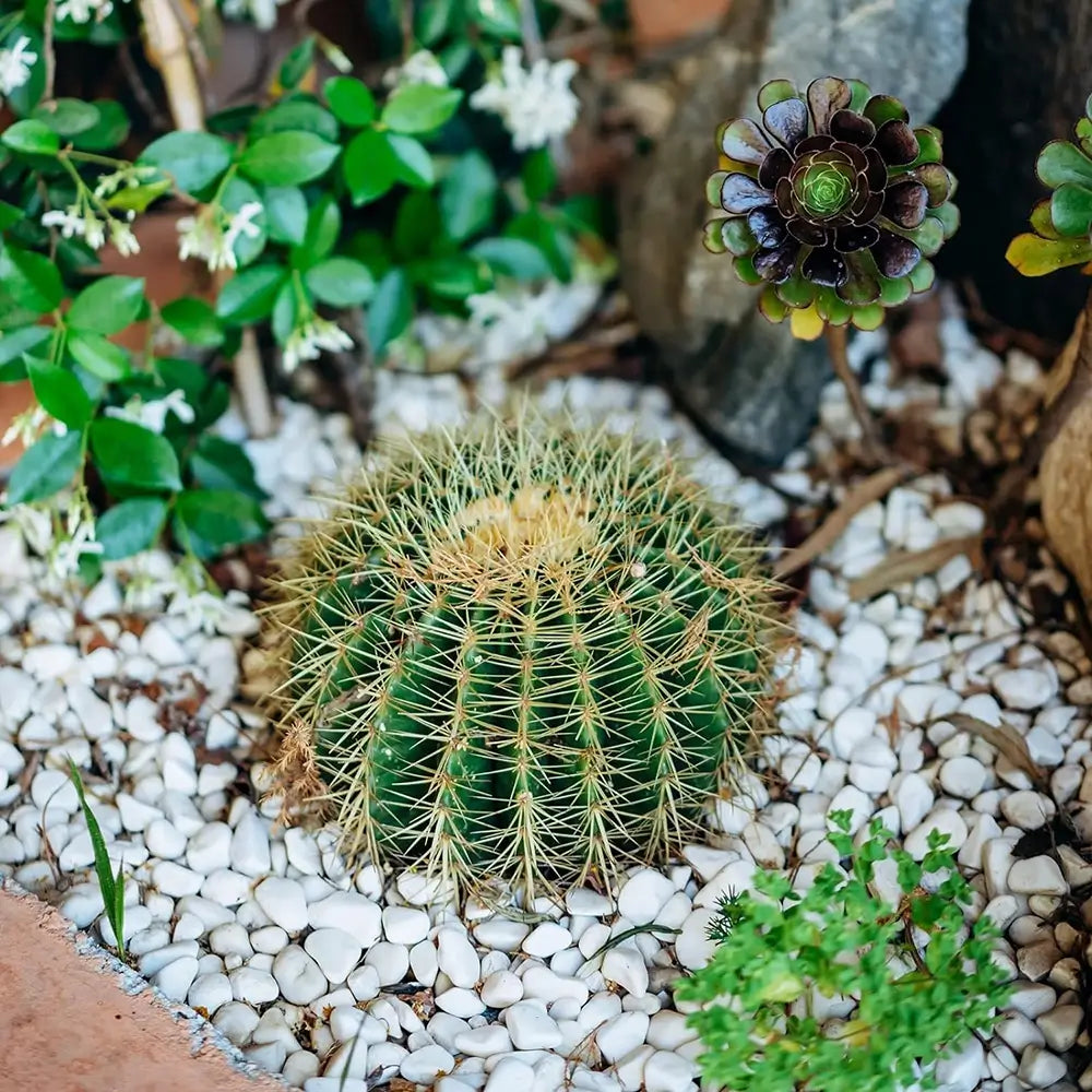 Cactus in a pot with pebbles