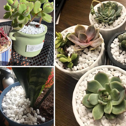 Collage of various potted succulents with white pebbles on a wooden surface.