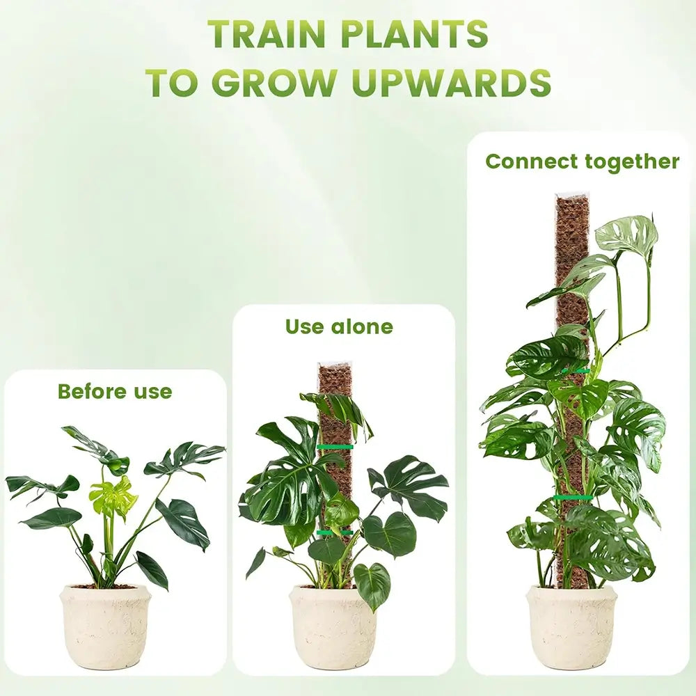 Before and after comparison of plants trained to grow upwards using a support system.