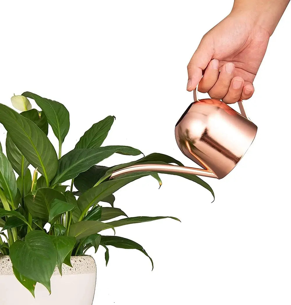 Hand holding a copper watering can over a plant on a white background