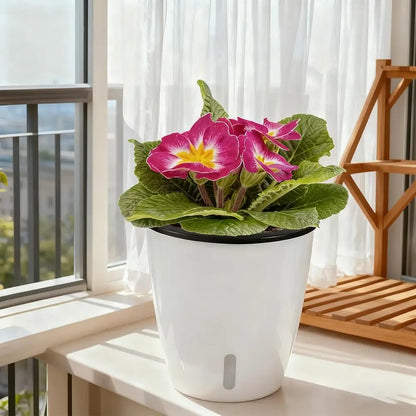 Potted plant with pink flowers on a windowsill