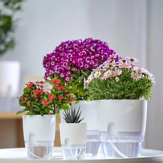 Set of potted plants on a table with a blurred background