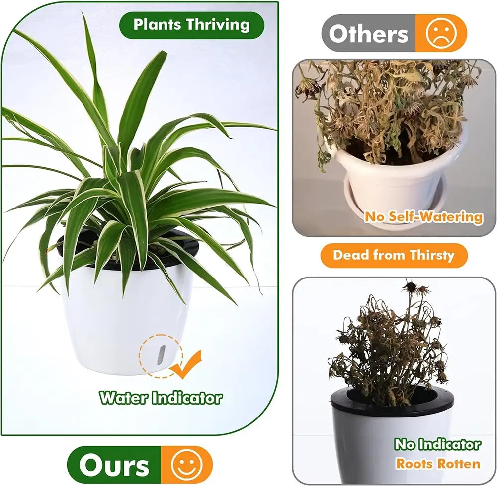 Comparison of a thriving plant with water indicator 