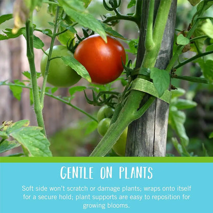 Tomatoes growing on a plant with a support stake, surrounded by greenery.